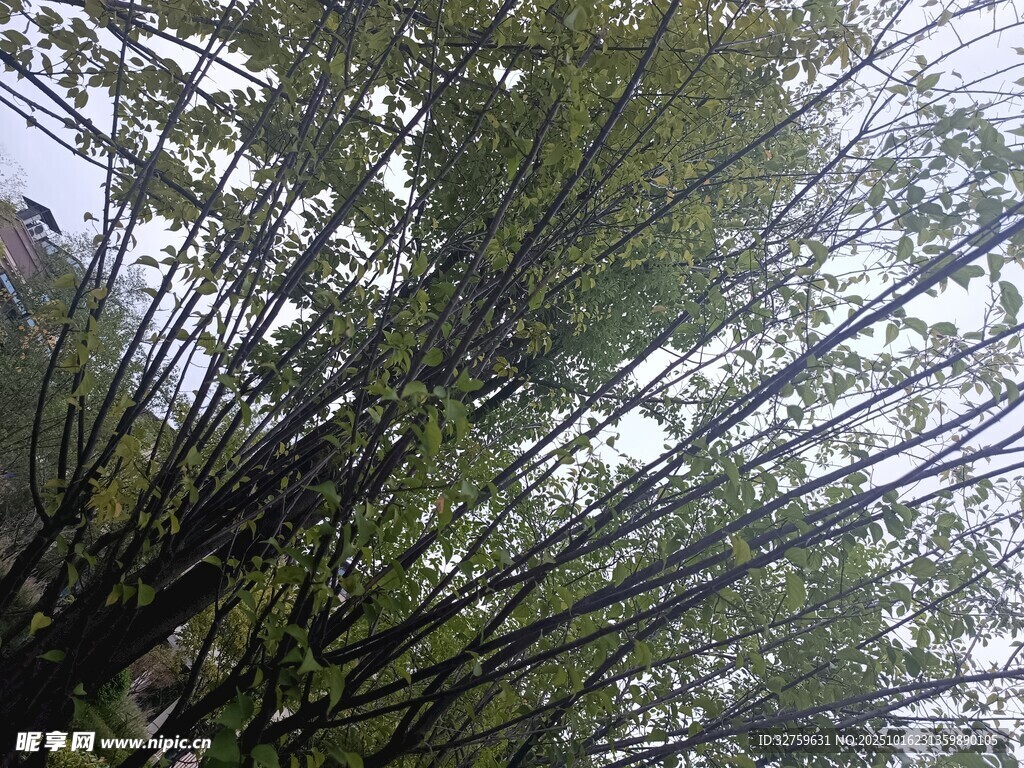 仰视茂密竹林景象