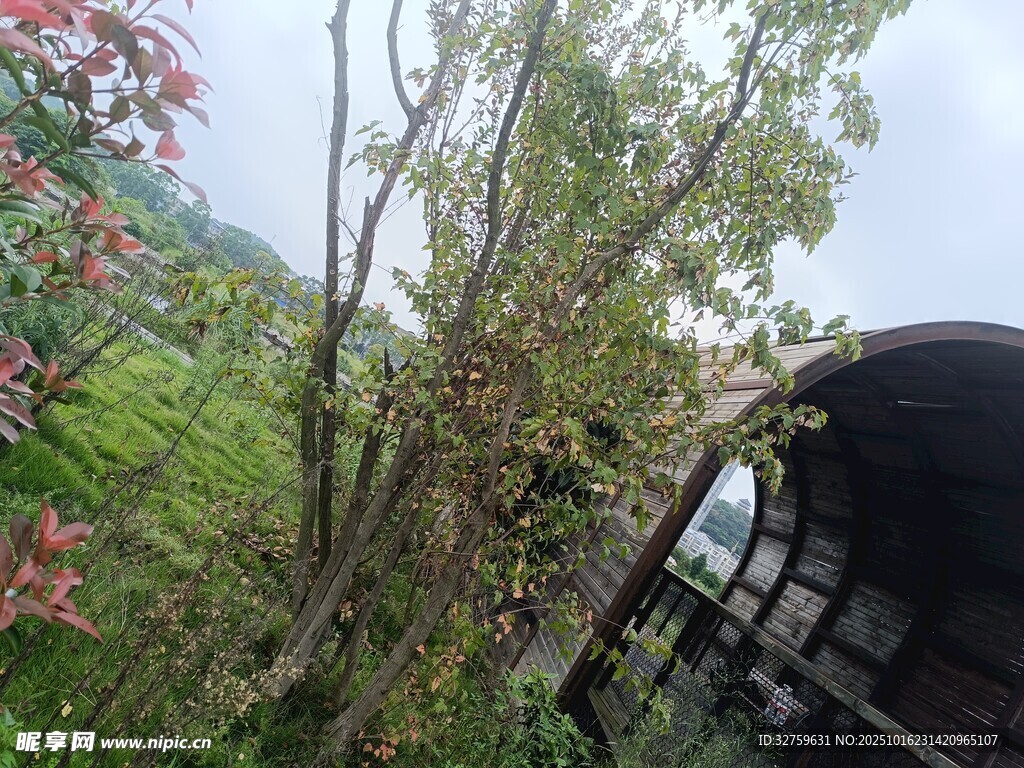 林间小屋旁的繁茂树木