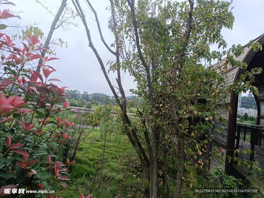 乡村庭院花草环绕景致