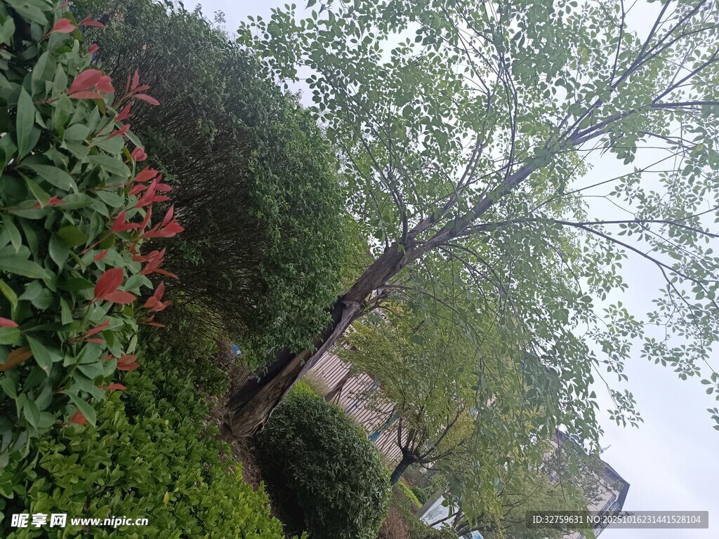 园林绿植景观