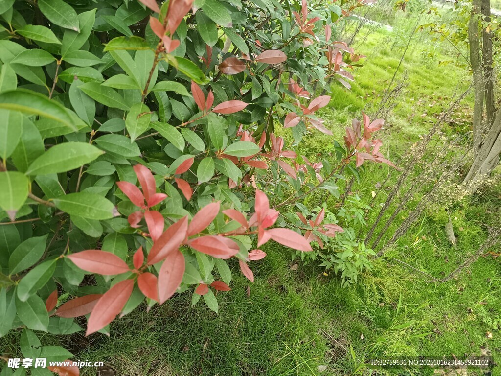 绿叶间的粉色花卉绽放