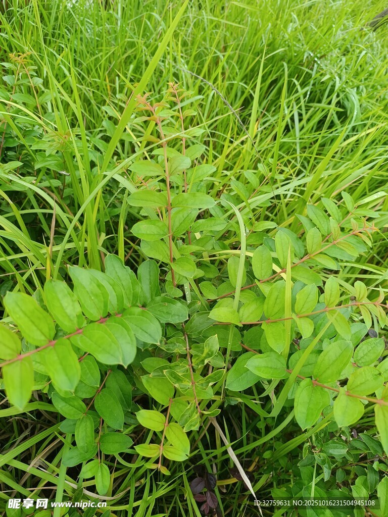 翠绿繁茂的野外绿植