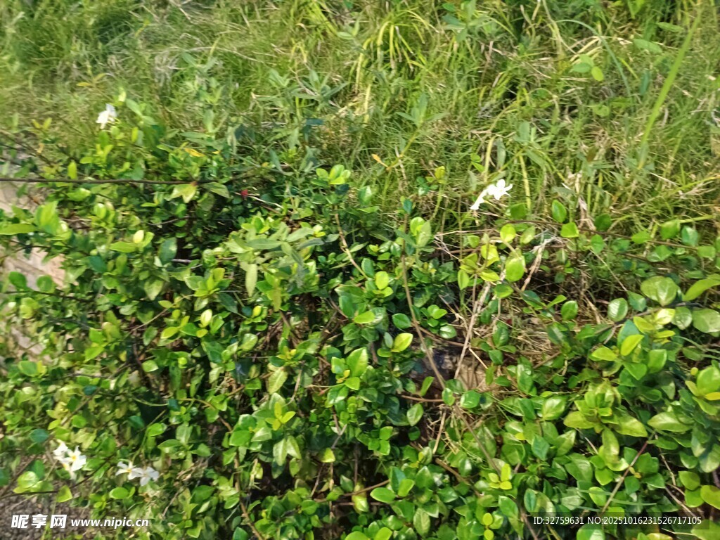 绿叶繁茂的灌木丛