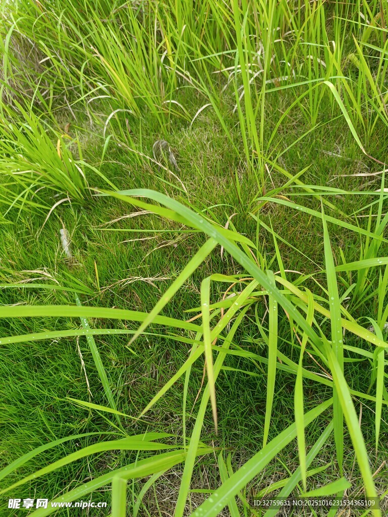 翠绿茂盛的丛生青草
