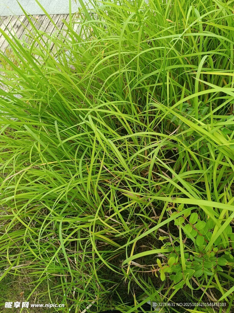 茂盛的绿色草丛
