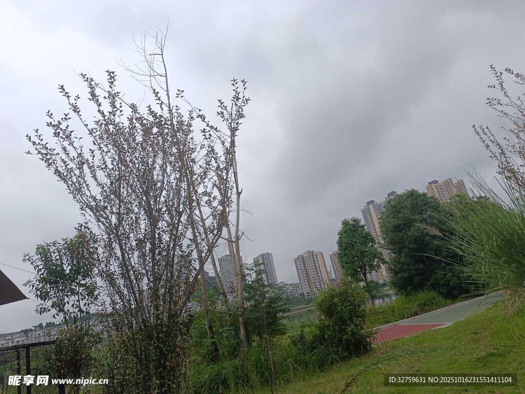 阴天的户外树木与远处建筑