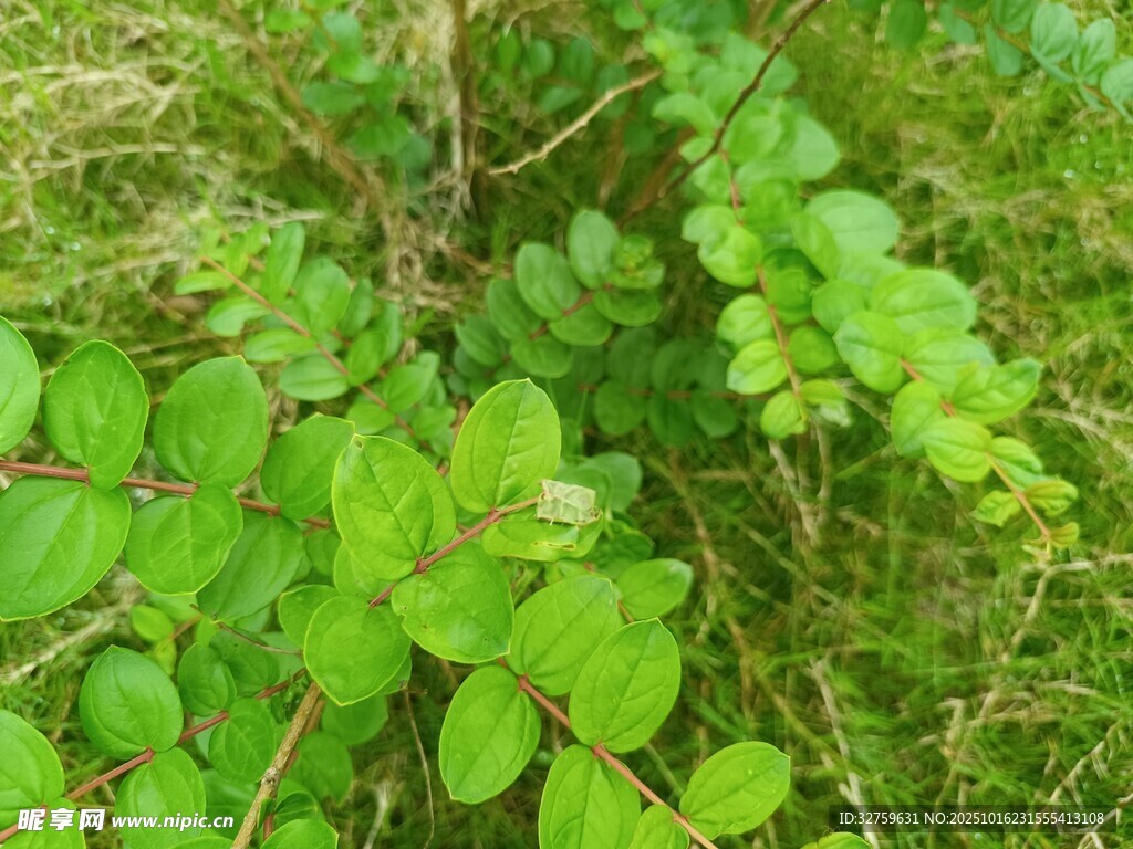 翠绿蕨类植物生机盎然