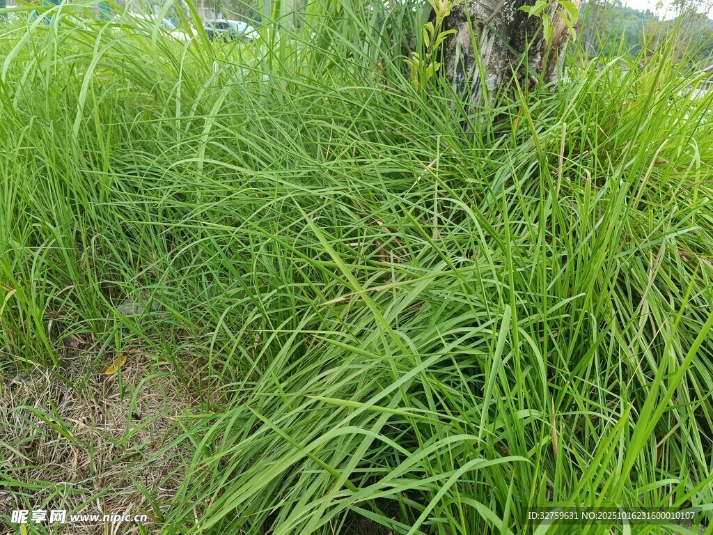 野外丛生的茂盛绿色野草
