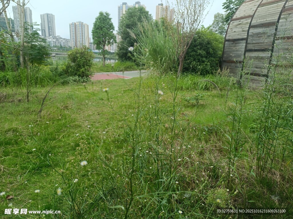 户外杂草丛生的绿地场景