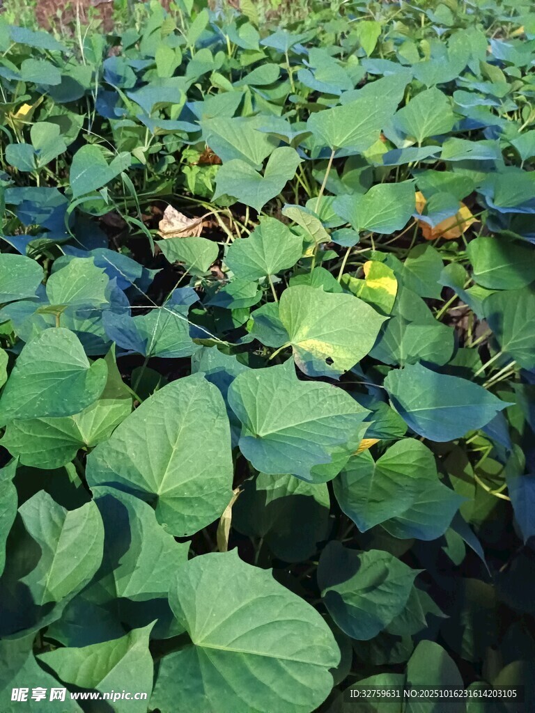 夏日荷塘荷叶茂盛景象