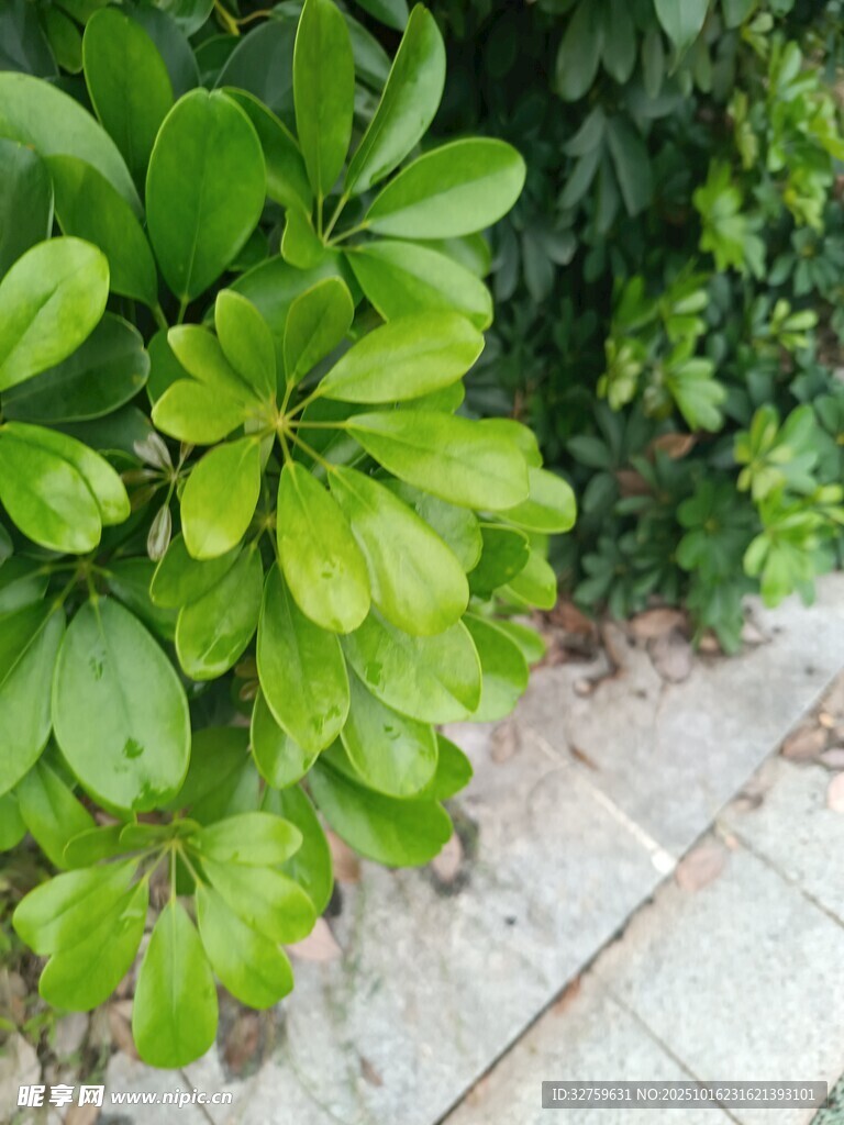 绿叶繁茂的路边植物