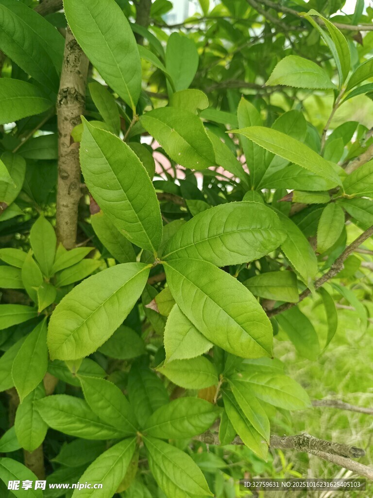 绿叶繁茂的果树