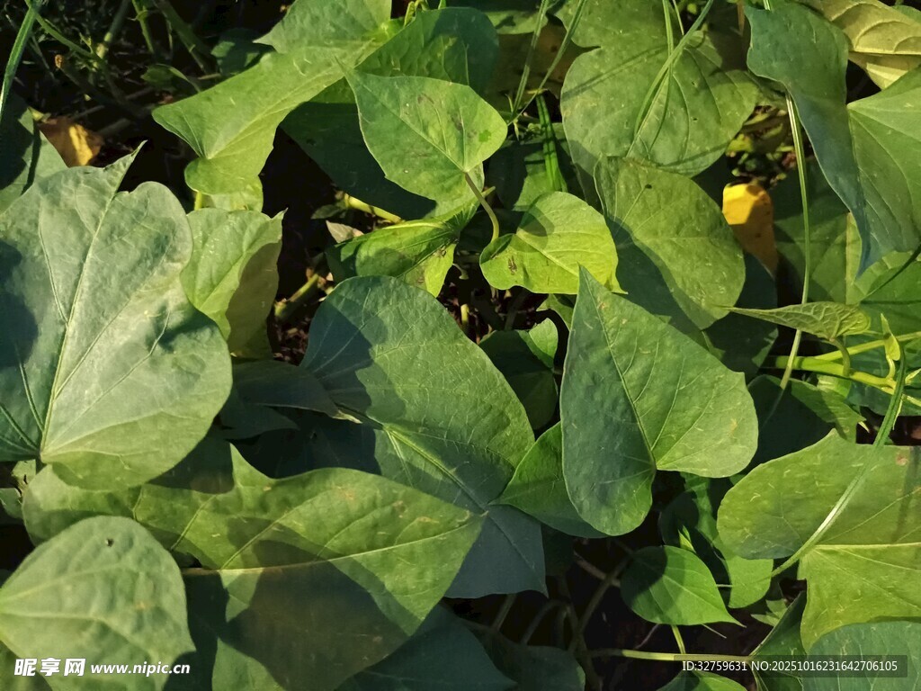 绿叶植物特写