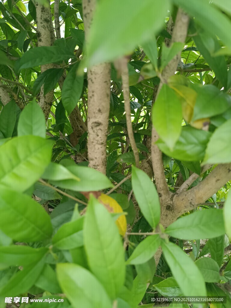绿叶间的树干与繁茂枝叶