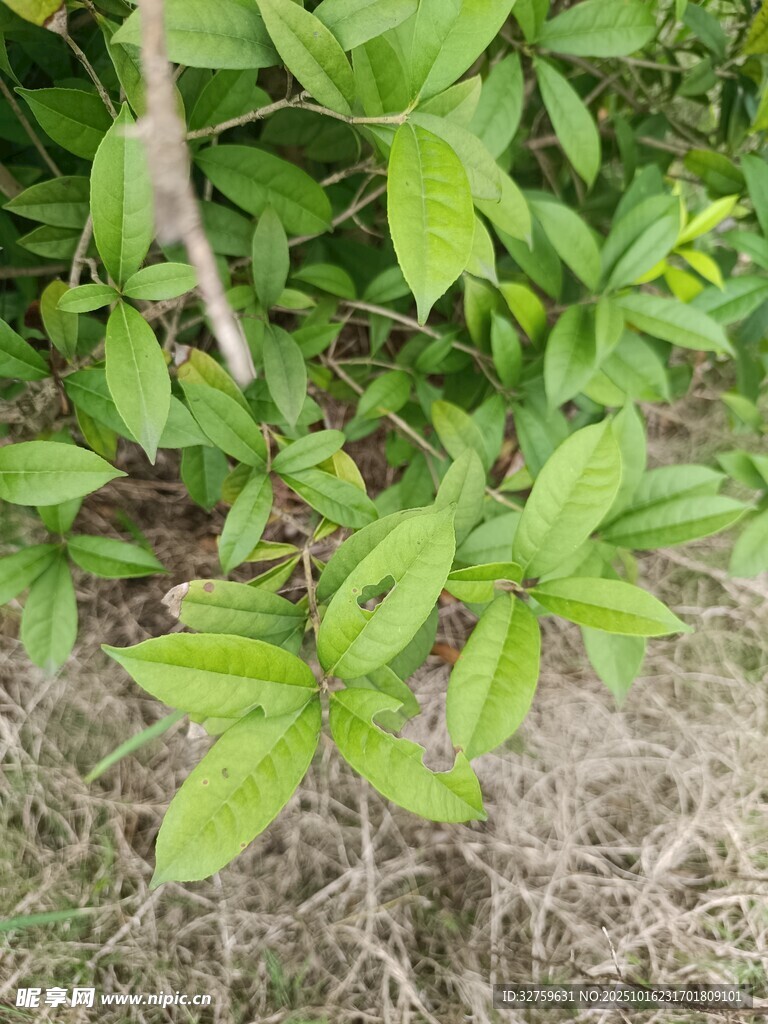 绿叶植物近景特写