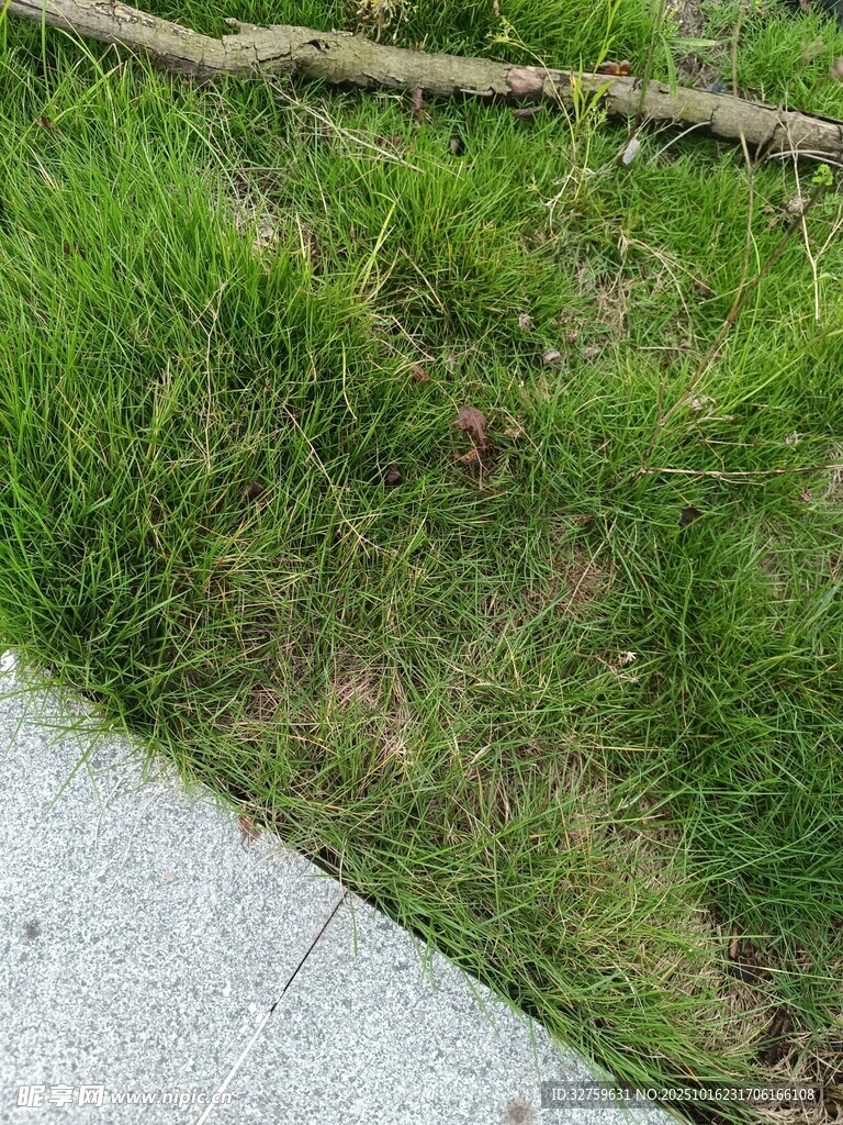 路边翠绿草地与枯枝