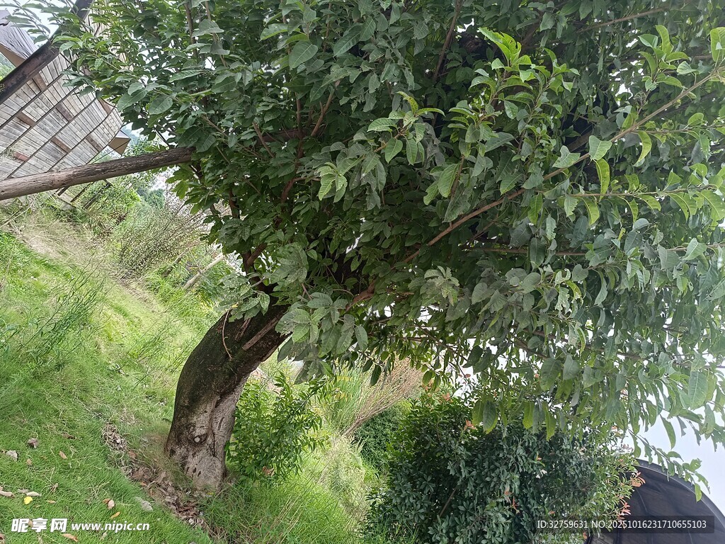 庭院中的繁茂绿树
