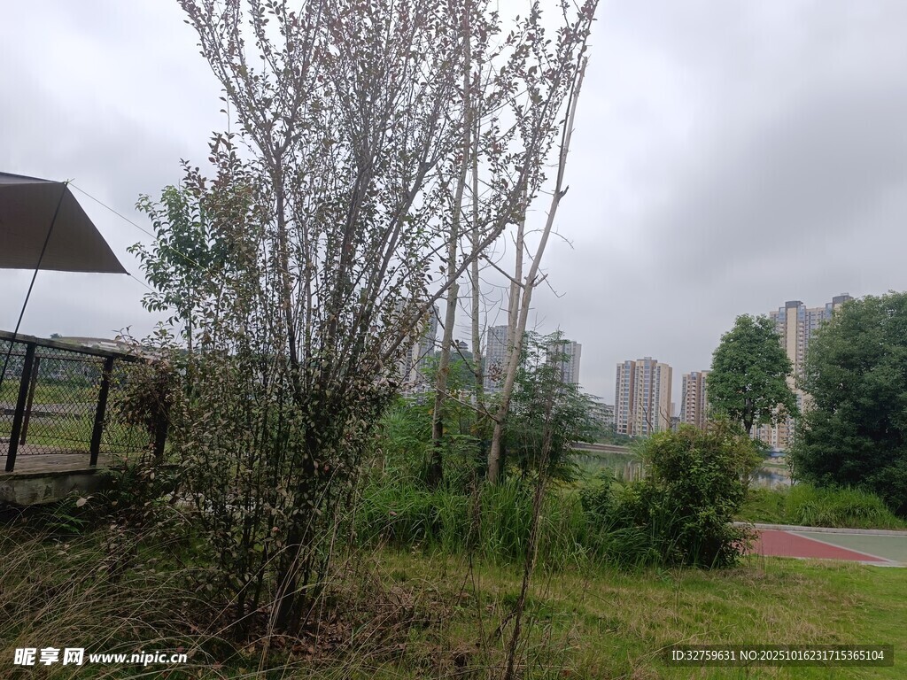 户外光秃树木与远景建筑