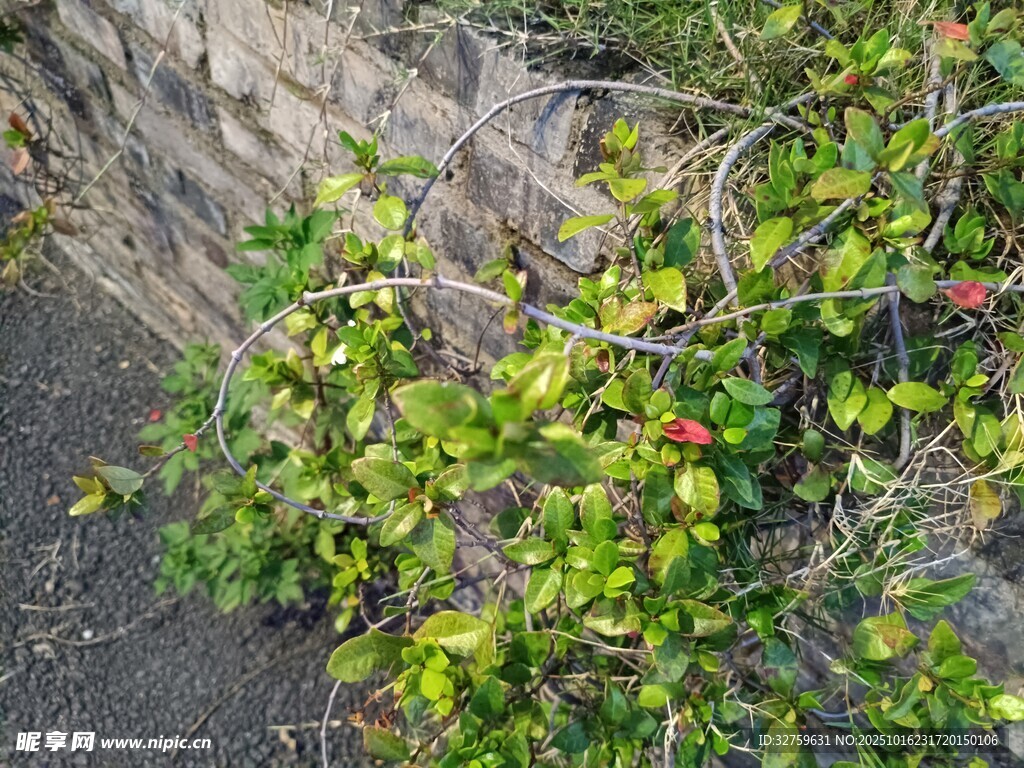 石墙边的翠绿藤蔓植物