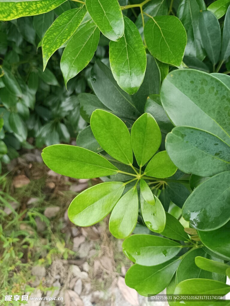 翠绿繁茂的掌状叶片植物