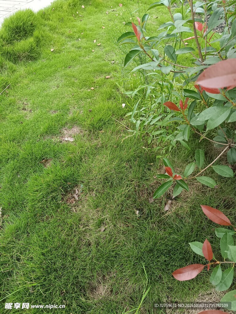 草地旁的绿植景观