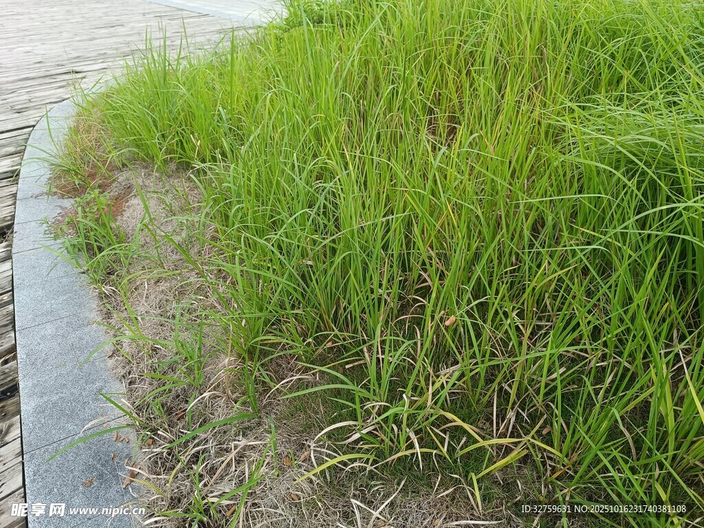 路边茂盛的绿色草丛