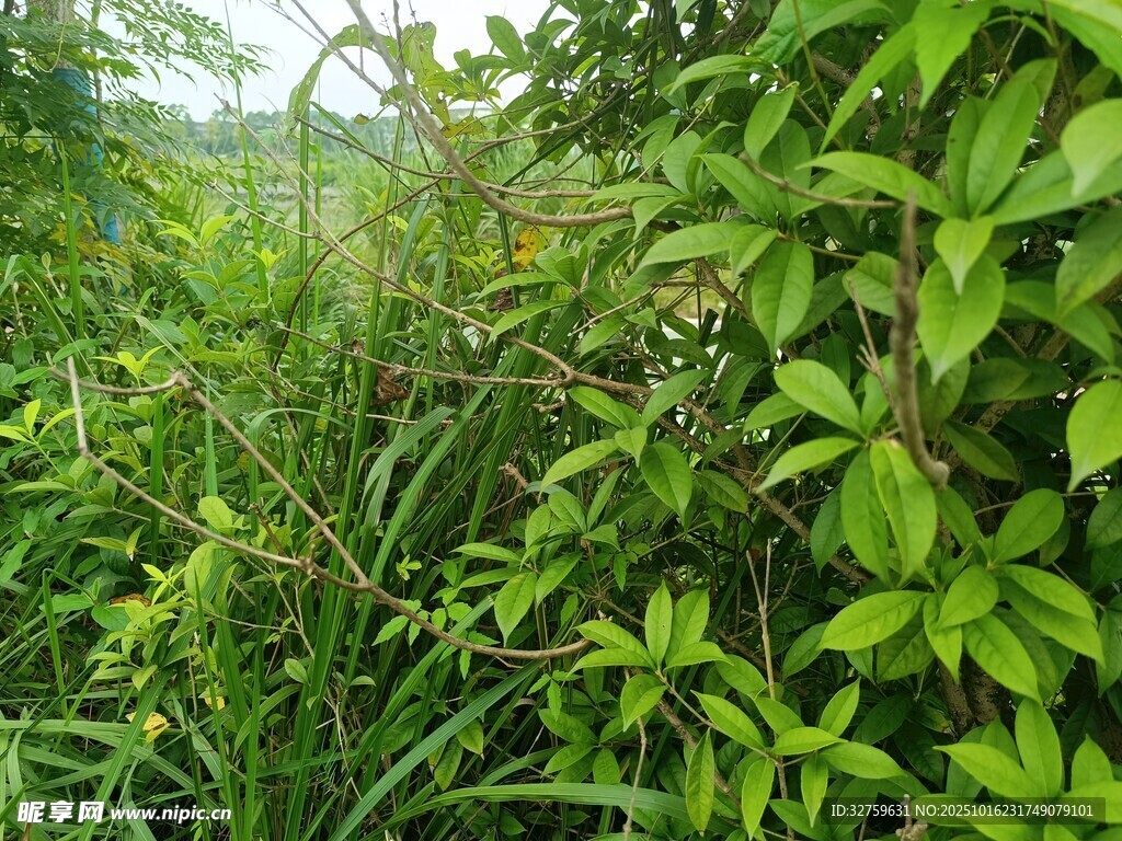 繁茂绿植的自然景致