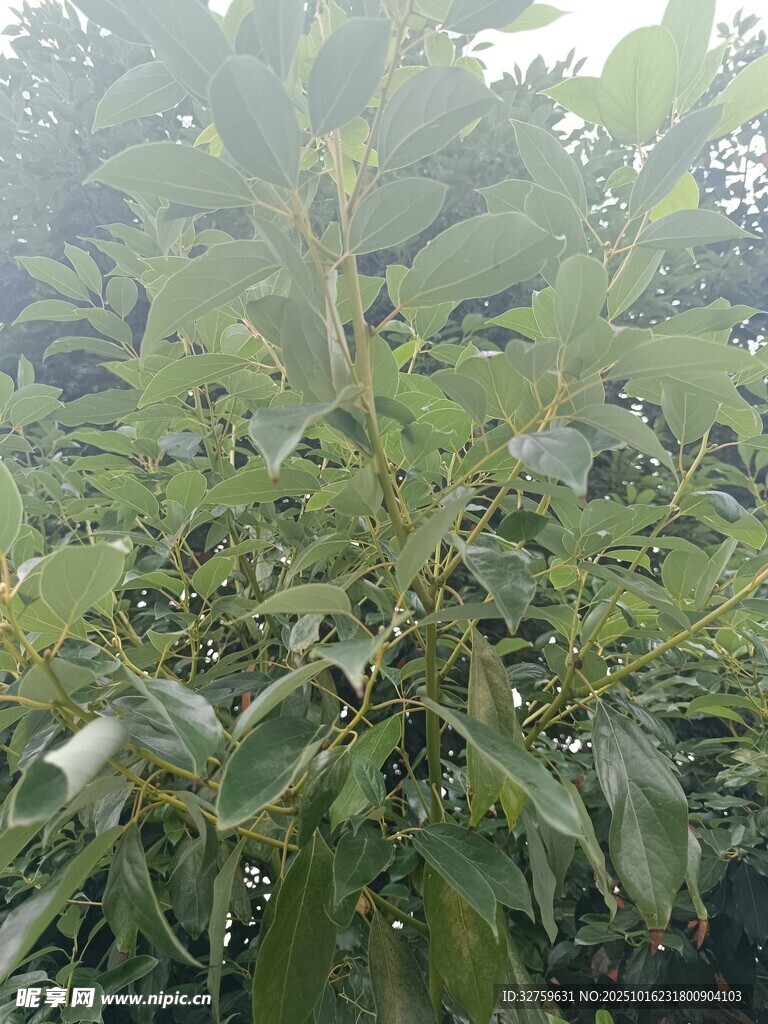 茂盛的绿色植物