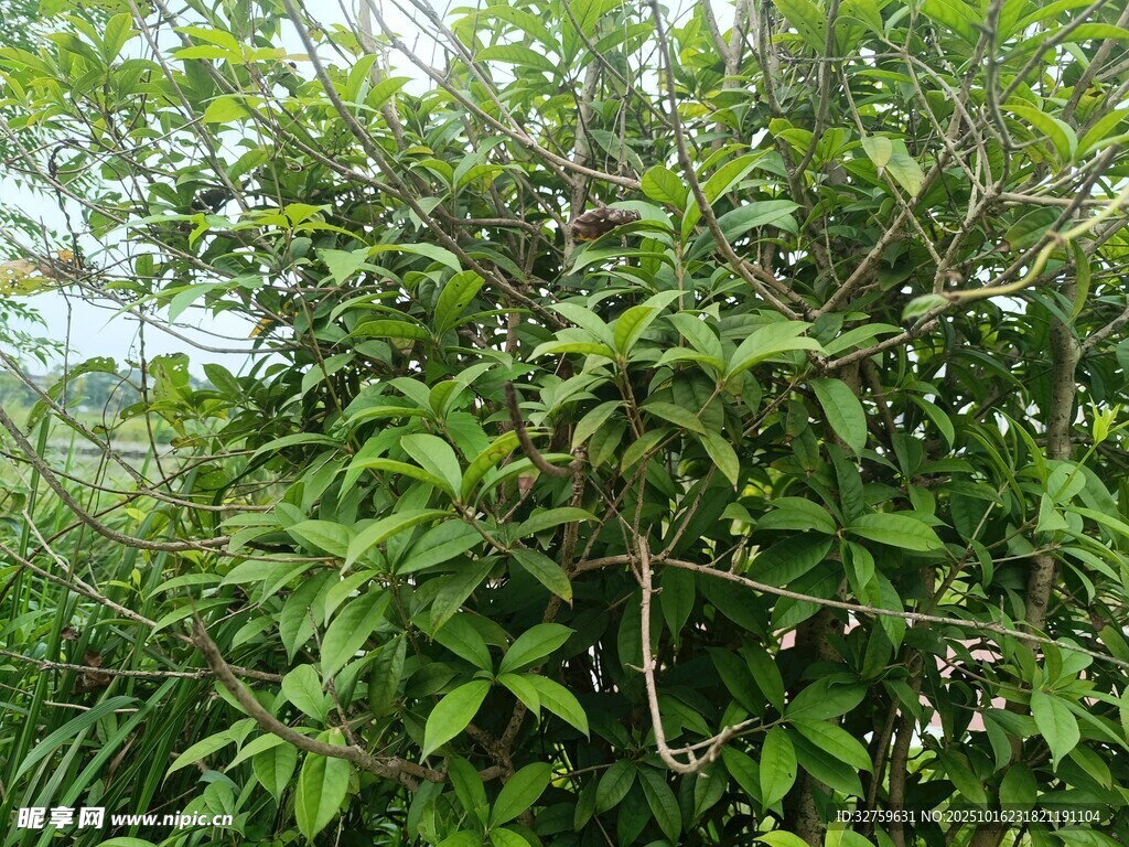 繁茂绿植景观