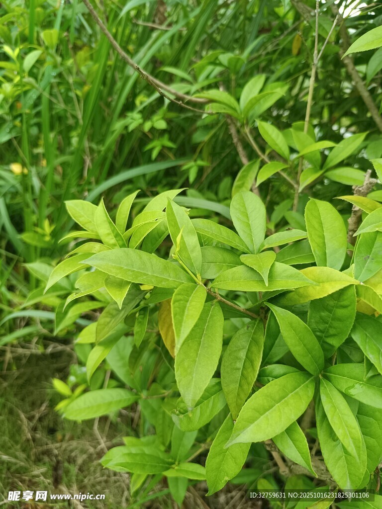 翠绿繁茂的野生植物