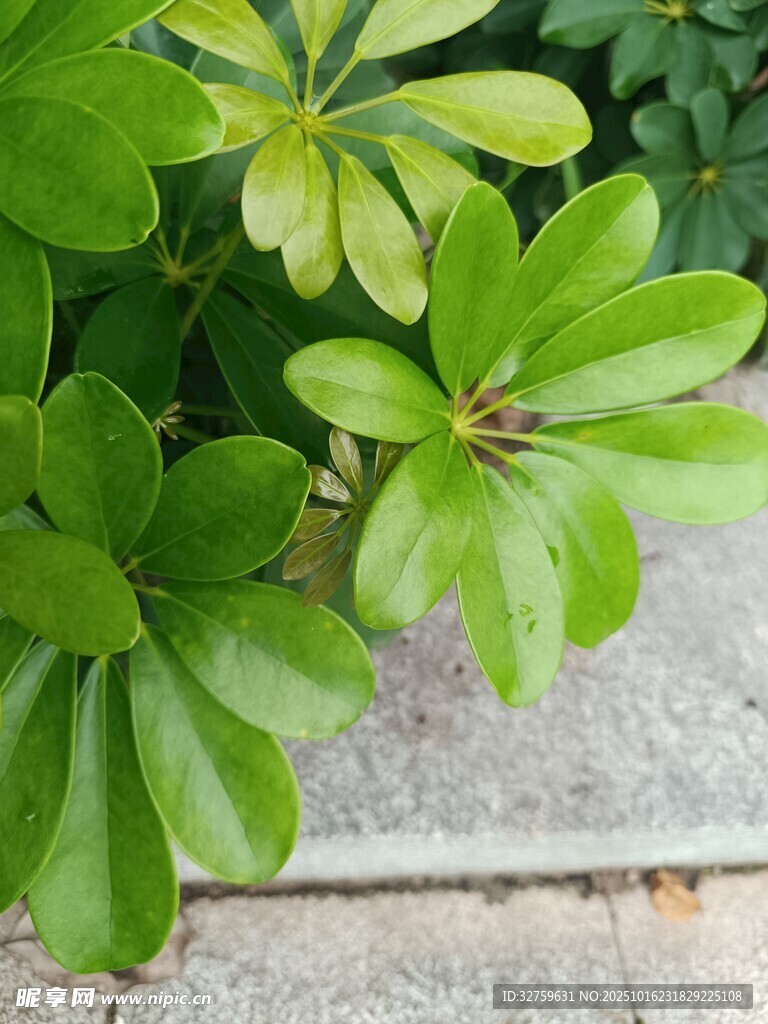 翠绿鹅掌柴叶片特写