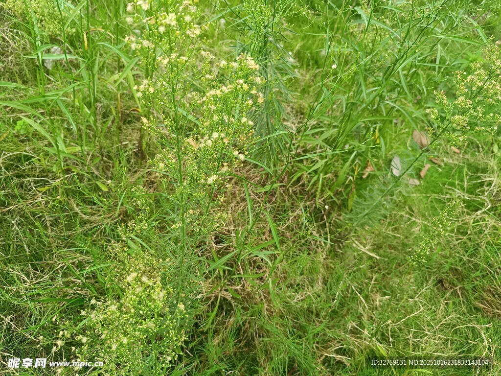 茂盛的绿色野草景观