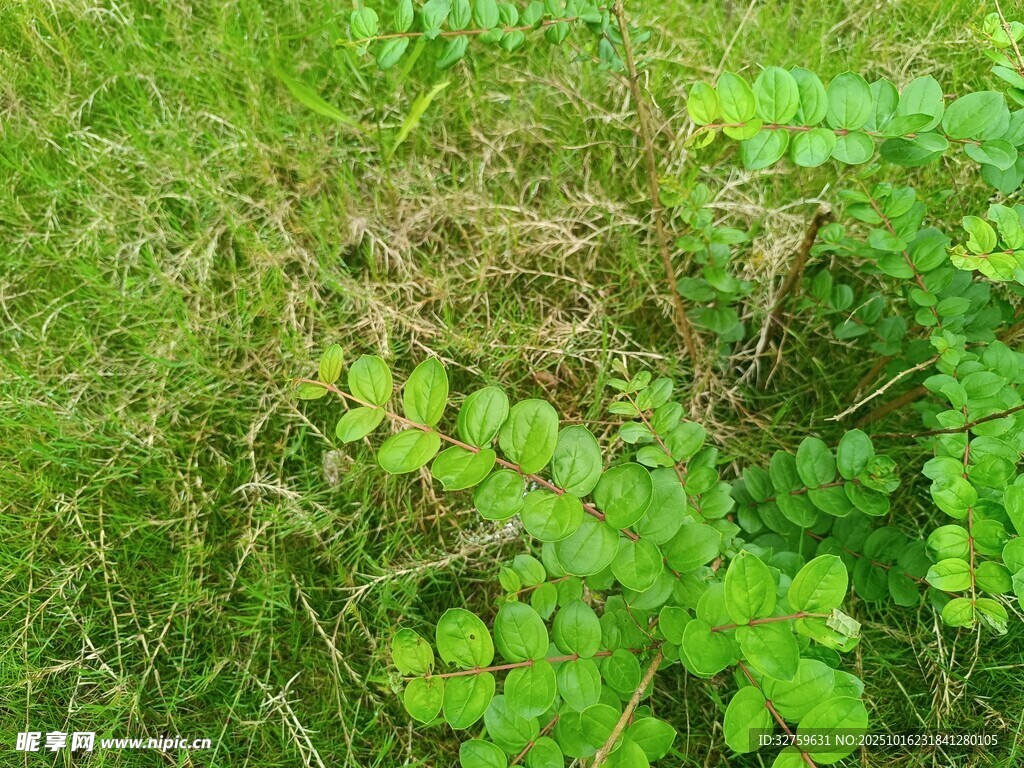翠绿三叶草生长于草地