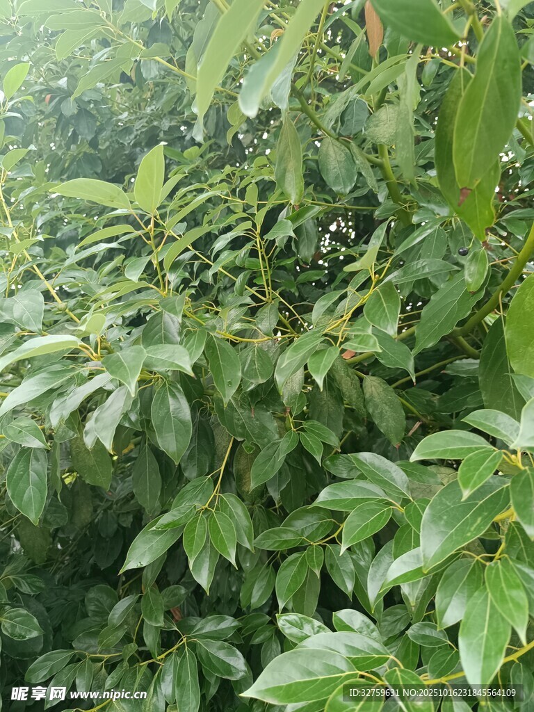 茂密绿叶植物景观