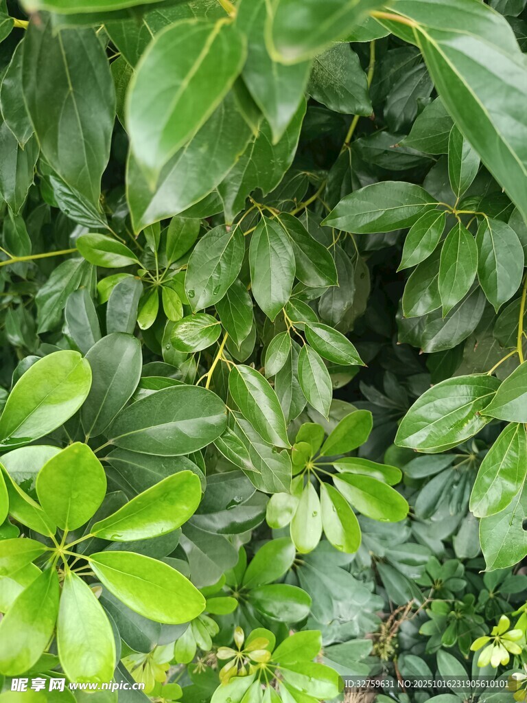 翠绿繁茂的植物叶片