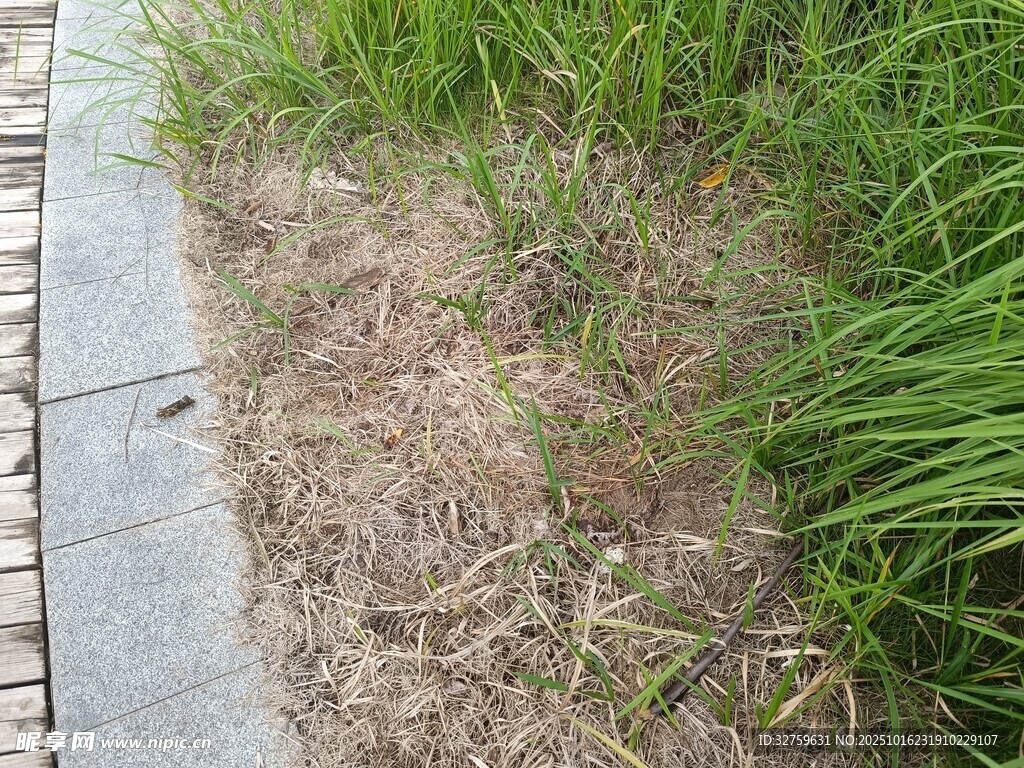 草地斑秃处