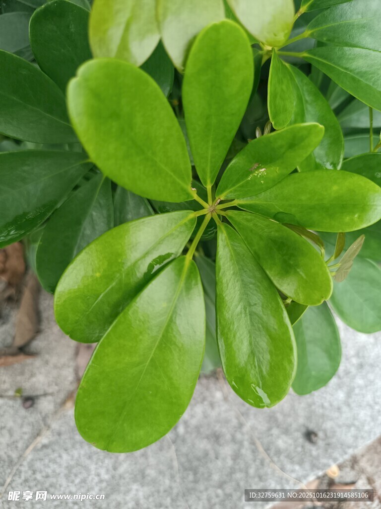 翠绿鸭脚木叶片特写