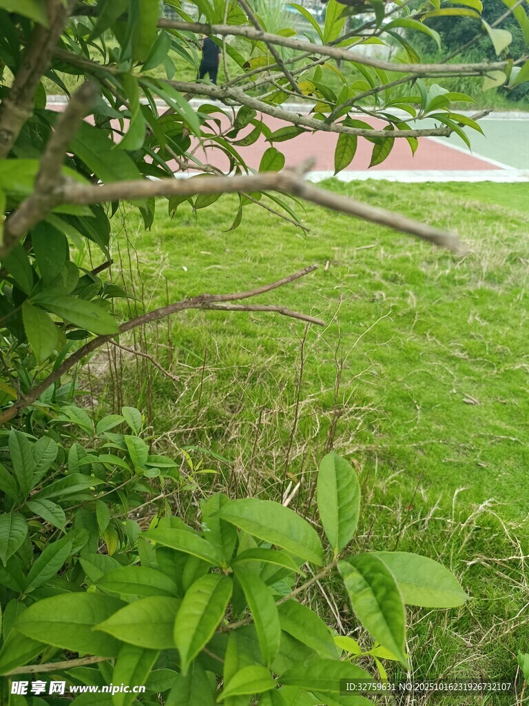 绿意盎然的户外植物景观