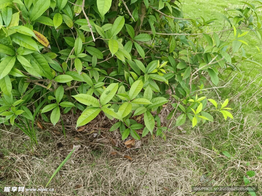 绿叶繁茂的地面植物景观