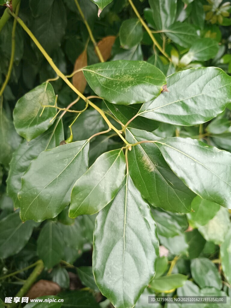 绿叶繁茂的植物特写