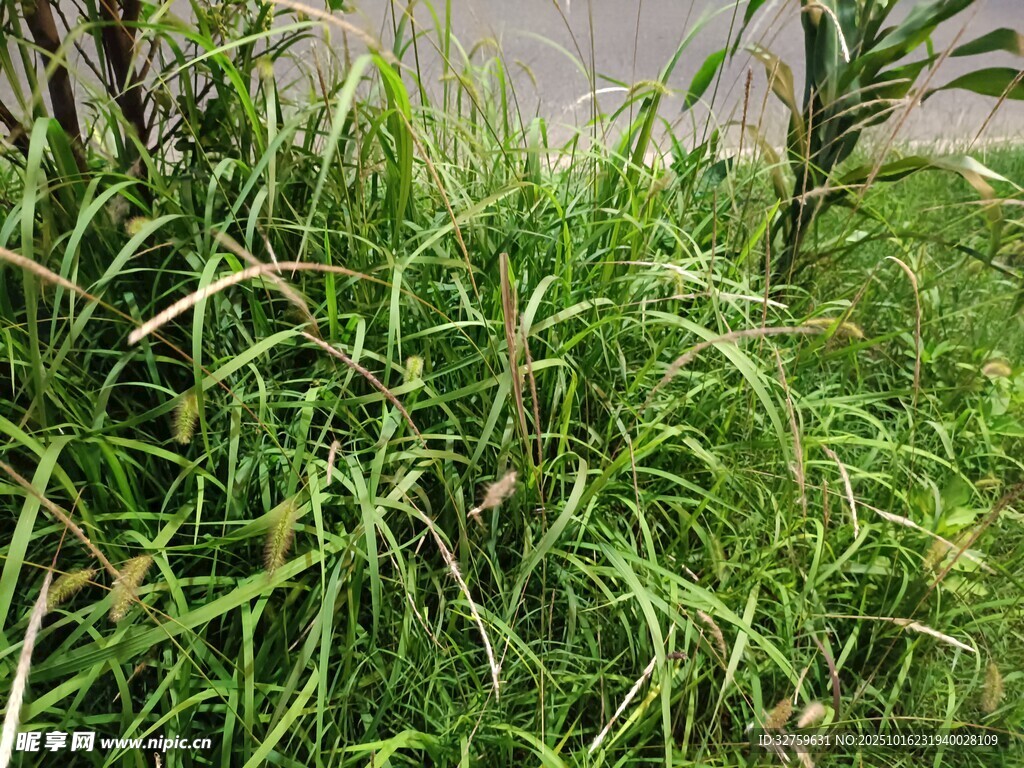茂盛的绿色草丛