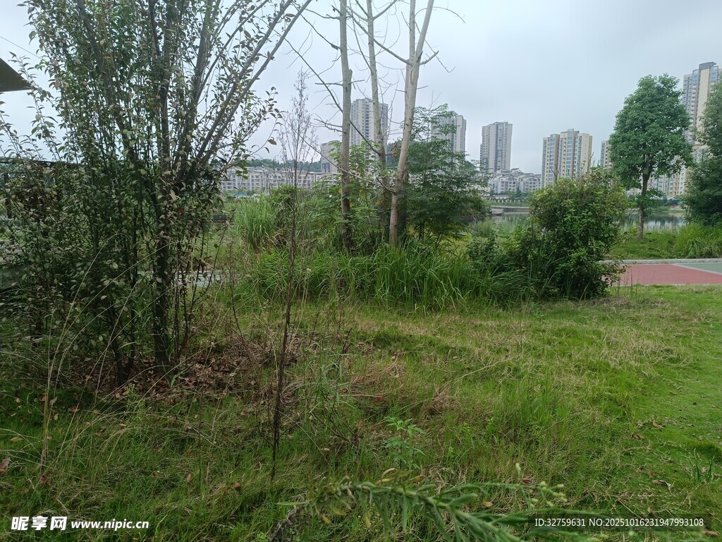 户外草地树林自然风景