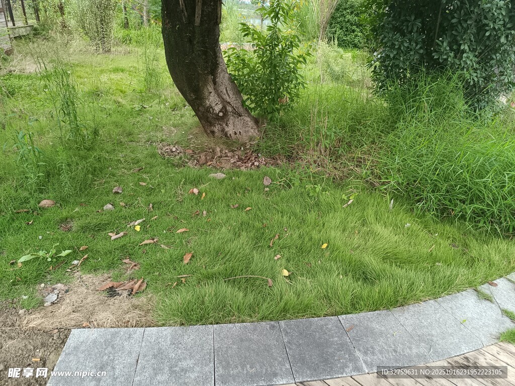 林间草地与石板小径
