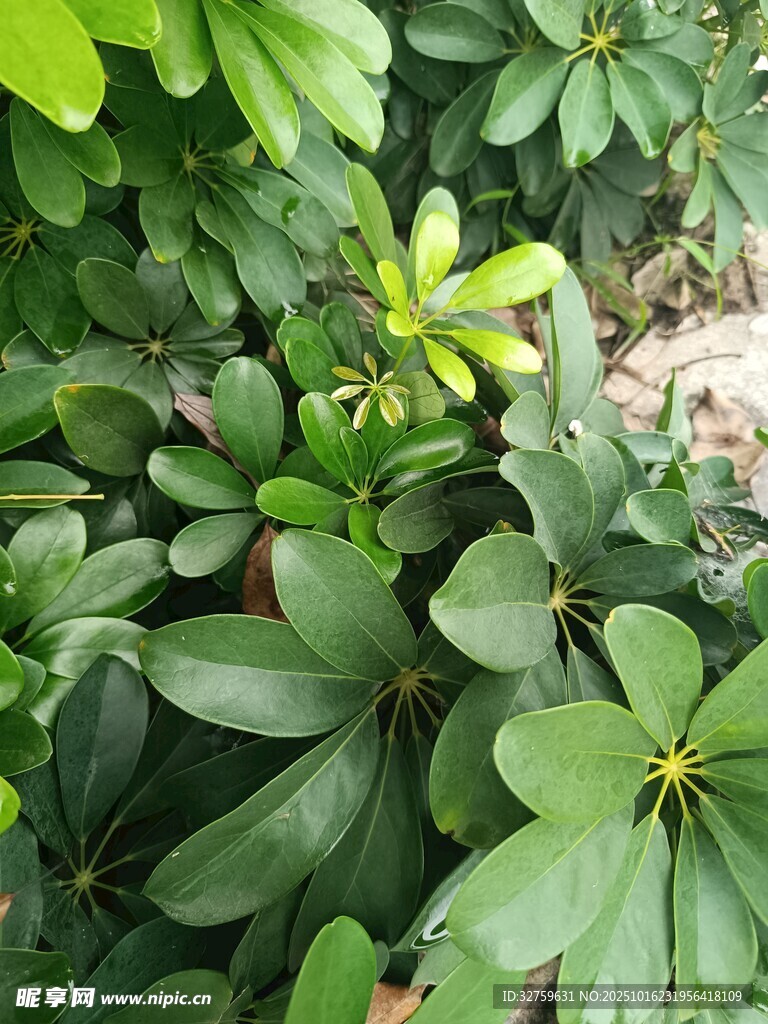 翠绿繁茂的绿植景象