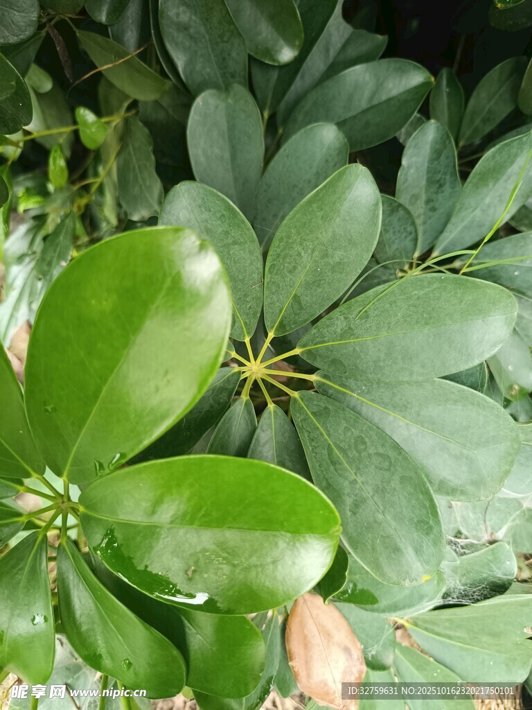 翠绿鹅掌柴叶片特写