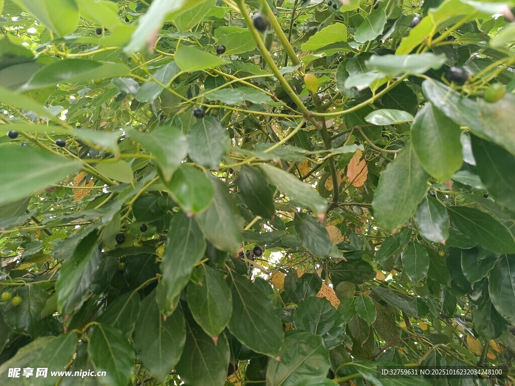 绿叶繁茂的植物景象