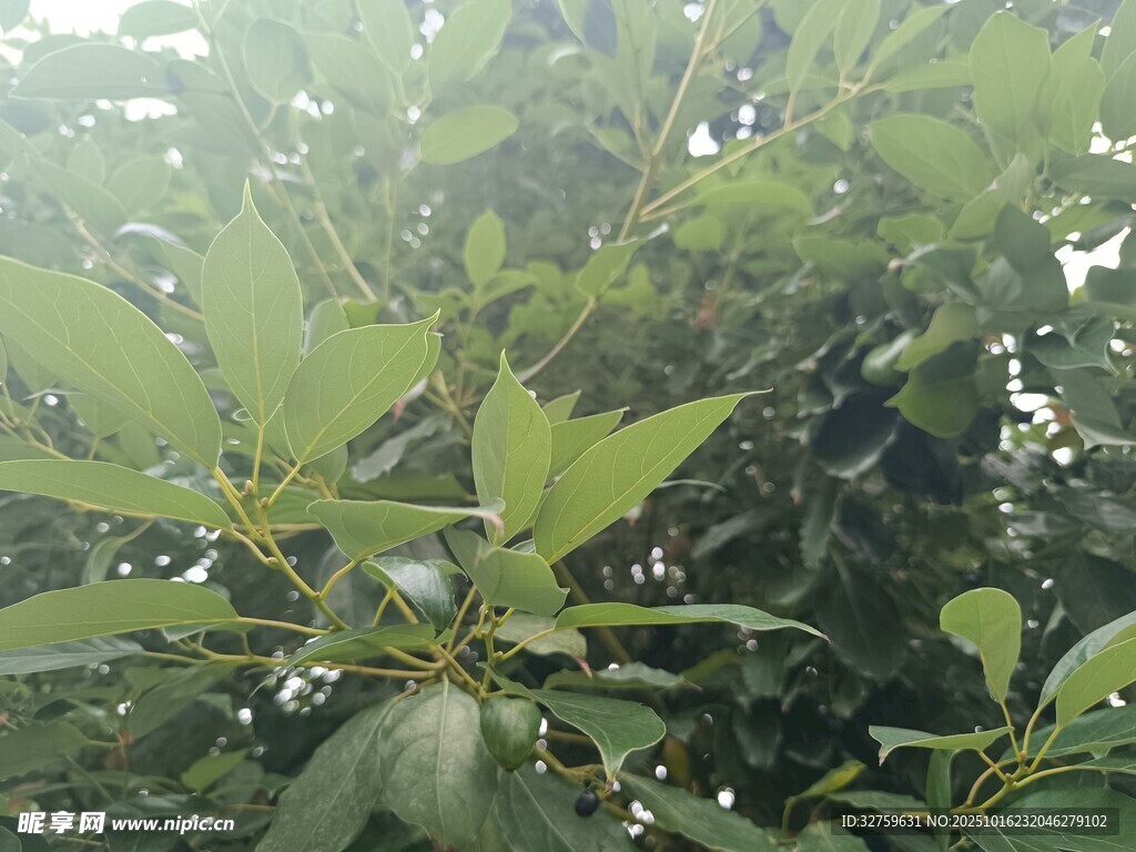 绿叶繁茂的树枝景象