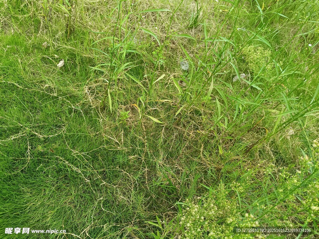 翠绿繁茂的丛生植物