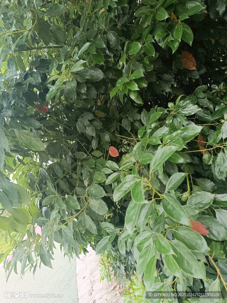 绿叶间的红果实