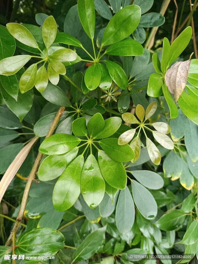 翠绿茂盛的掌状叶片植物